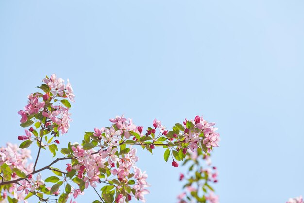 The beautiful blooming branch