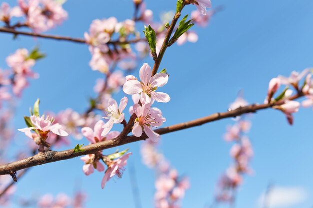 The beautiful blooming branch