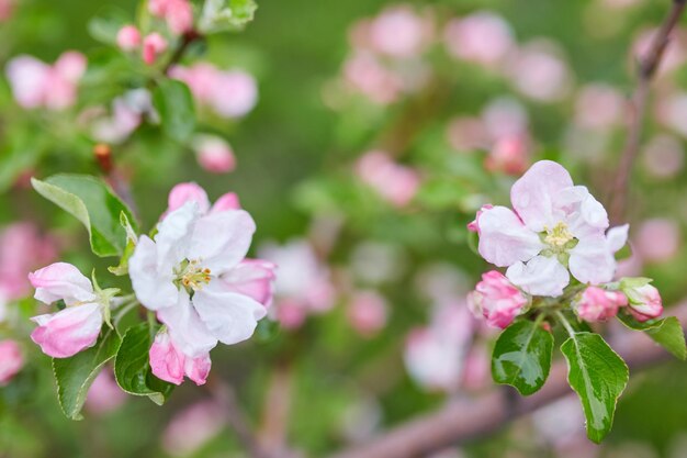 The beautiful blooming branch