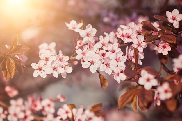 The beautiful blooming branch