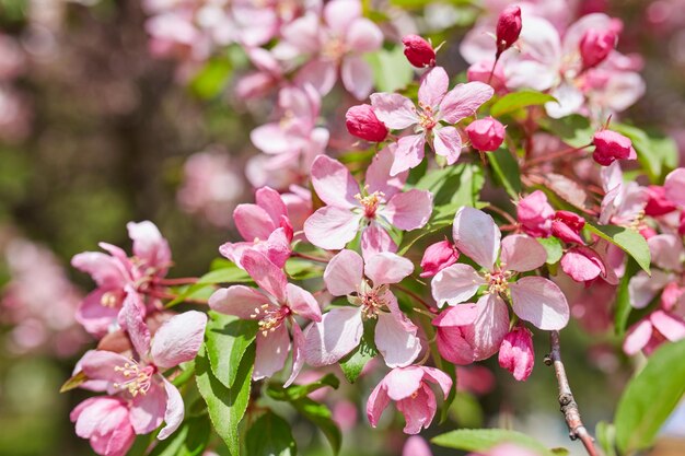 The beautiful blooming branch