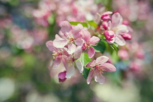 The beautiful blooming branch