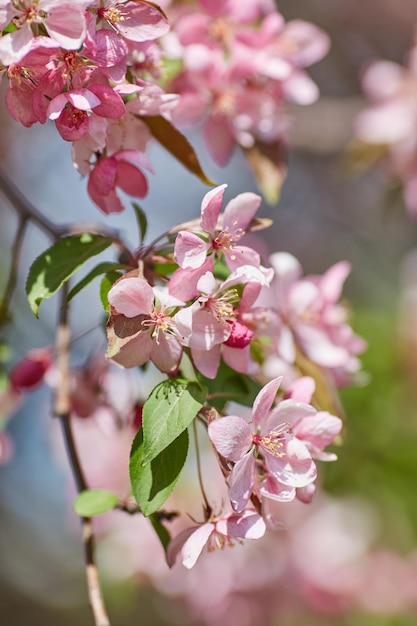 The beautiful blooming branch