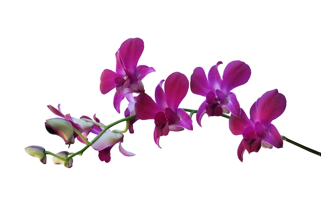 Beautiful blooming branches of purple phalaenopsis orchids isolated on a white background