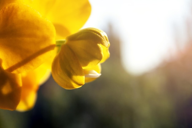 明るい晴れた秋の日に黄色い蘭胡蝶蘭の美しい咲くつぼみセレクティブフォーカスクローズアップビューぼやけた背景