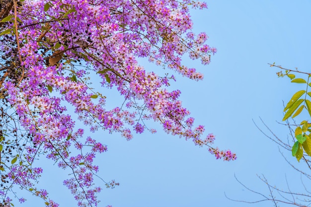 美しい咲くブンゴール サルスベリ ラウドニー テイジズム ビンの花タイのブンゴールの木と春の日の青空背景タイの公園と緑の葉