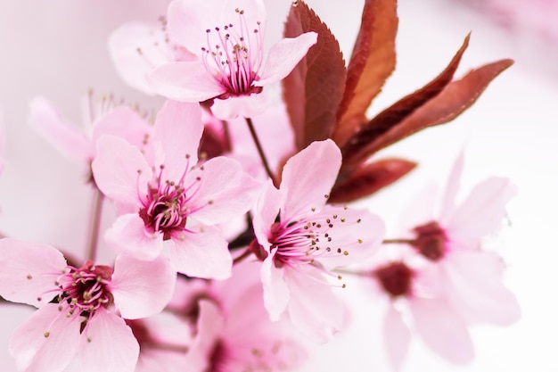 Beautiful blooming cherry branch in spring closeup Flowering cherry tree