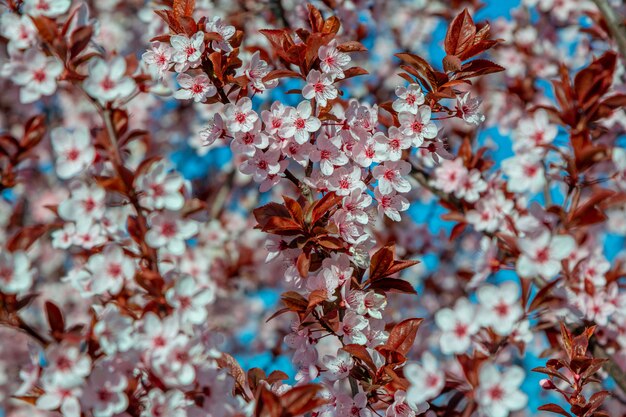 写真 庭で育つピンクの花と美しい咲く桜の木の枝。春の自然の背景。