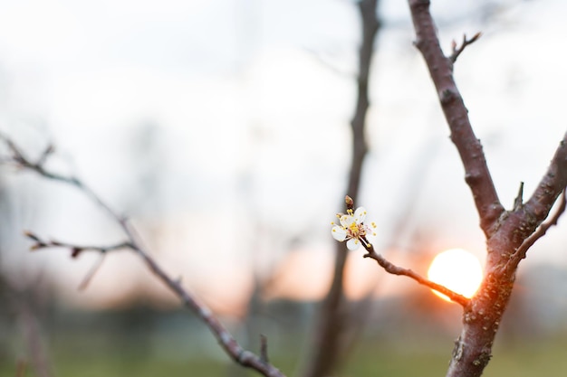 Beautiful blooming cherry white flowers in evening garden Spring blossoms Flowering cherry tree branches in sunset Floral background