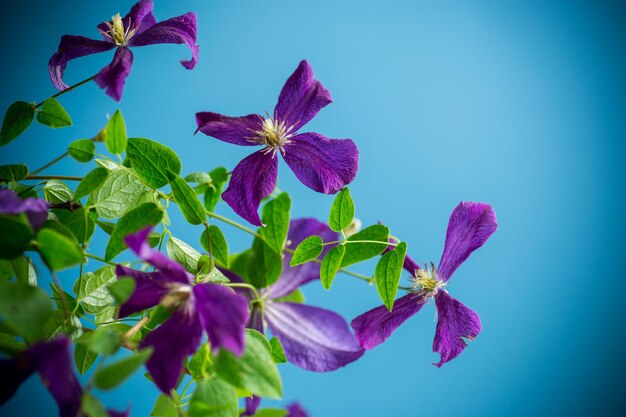 Beautiful blooming clematis on a blue background