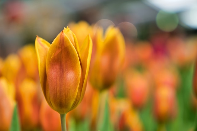 庭に咲く色とりどりの美しいチューリップの花