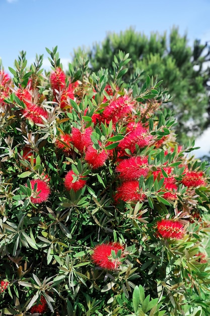 晴れた日に屋外で美しい咲く深紅ブラシノキ 熱帯植物