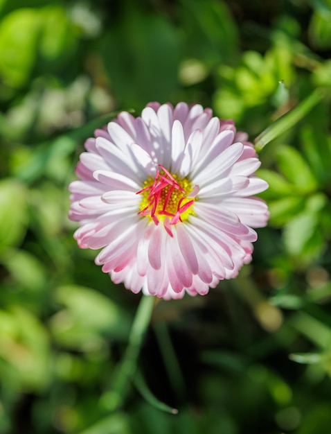 Beautiful blooming daisy flower bellis