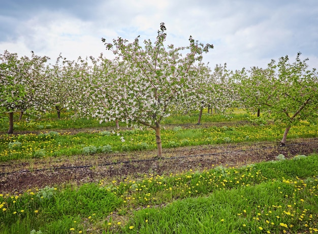 Beautiful blooming of decorative white apple and fruit trees over bright blue sky in colorful vivid spring park full of green grass