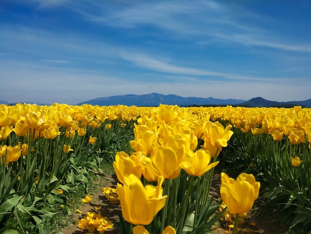 シアトル郊外の山々に囲まれた畑に咲く美しいチューリップ畑