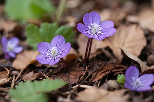 beautiful blooming first small flowers in the forest