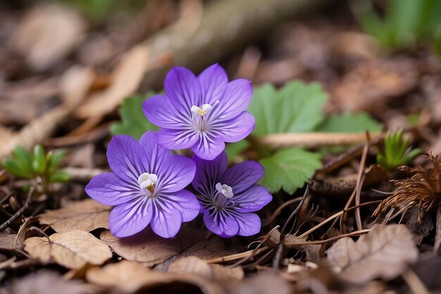 美しい花がく 森の中の小さな花