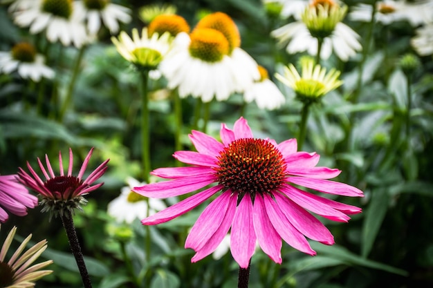 Фото Красивый цветущий цветок echinacea purpurea цветок вблизи