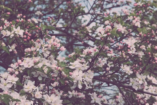 정원, 여름 배경에서 아름 다운 피 꽃입니다. 흐린 배경에 사진 마법의 꽃