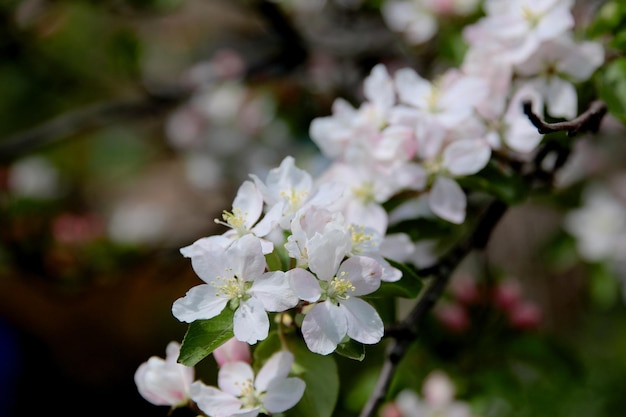 Красивый цветущий цветок в саду, летний фон. Фотография волшебный цветок на размытом фоне