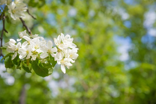 りんごの木の美しい咲く花りんごの木が咲く美しい田園地帯