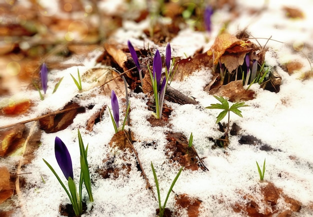 Bellissimi fiori in fiore crochi con neve nella foresta. pianta che cresce con uno scenario luminoso, foglie verdi con fiori viola. composizione primaverile fresca di bucaneve nella fauna selvatica. vista dall'alto, primo piano