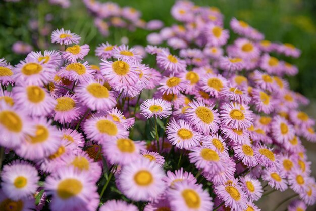 庭、夏の背景に美しい咲く花。ぼやけた背景の写真の魔法の花