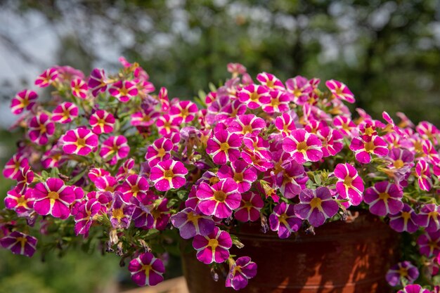 Красивые цветущие цветы в саду, летний фон. Фотография волшебный цветок на размытом фоне