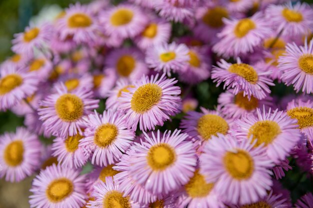 庭、夏の背景に美しい咲く花。ぼやけた背景の写真の魔法の花