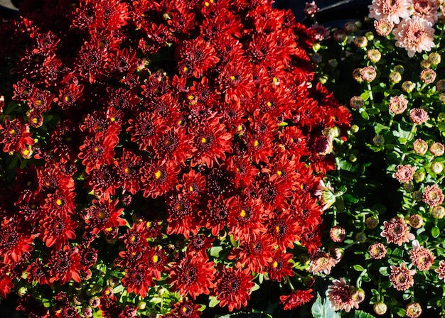 Beautiful blooming flowers for sale outside flower shop