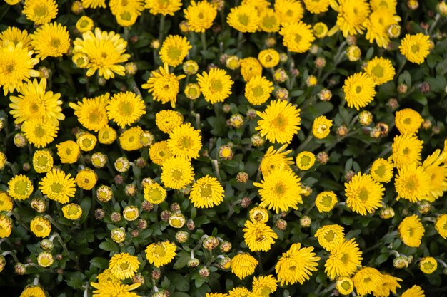 Beautiful blooming flowers for sale outside flower shop