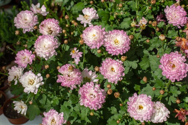 花屋の外で売られている美しい咲く花