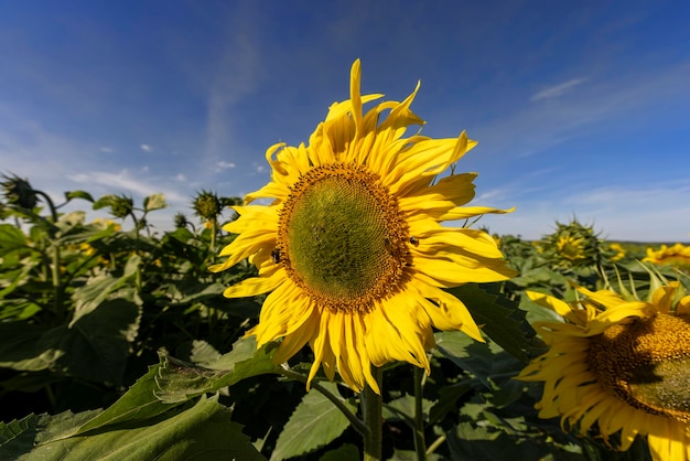 Beautiful blooming flowers sunflowers in the field sunflowers are pollinated by bees during flowering in summer