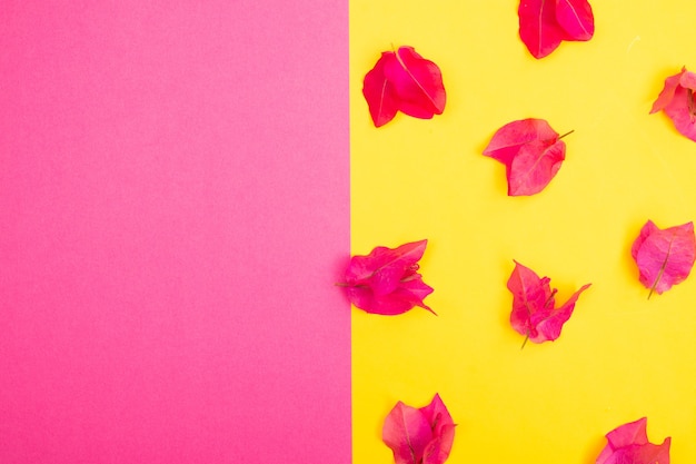 Beautiful blooming fresh flower isolated on paper background