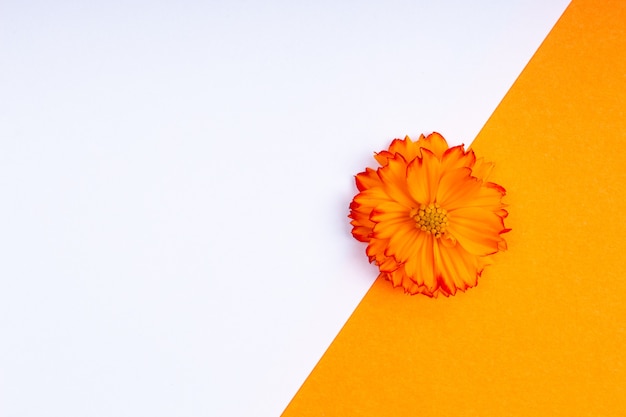 Beautiful blooming fresh flower on paper background