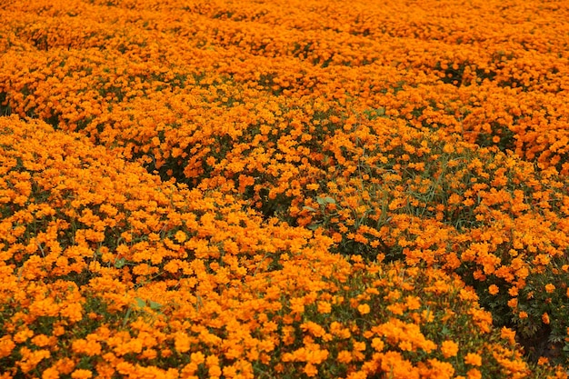 美しい咲く庭の花の背景