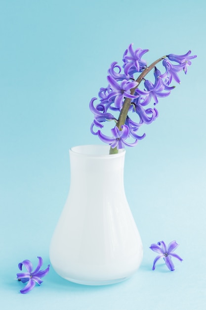 Beautiful blooming hyacinth in white glass vase