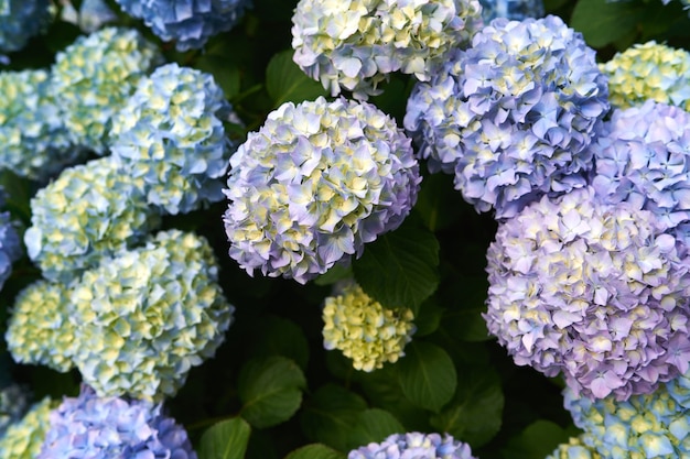 Beautiful blooming hydrangea bush closeup