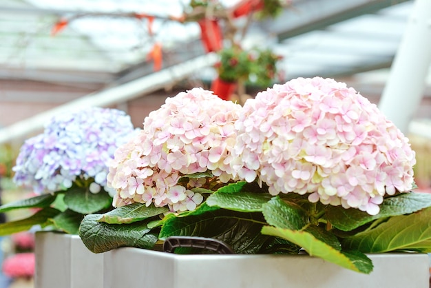 beautiful blooming hydrangea in pots