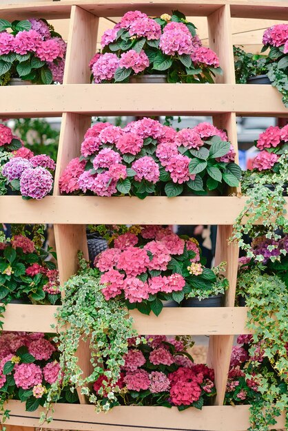 beautiful blooming hydrangea in pots