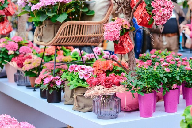 beautiful blooming hydrangea in pots