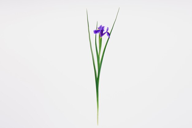 beautiful blooming iris flower isolated