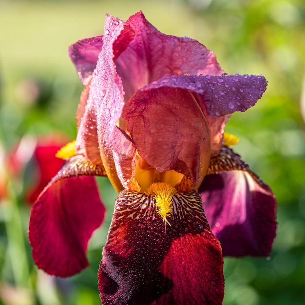 Beautiful blooming iris flower macro