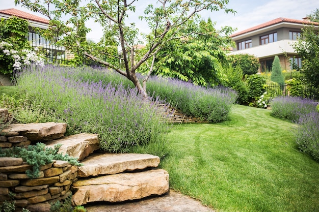 Photo beautiful blooming lavender grows in a garden in a private mansion