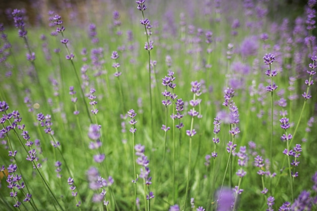 Beautiful blooming lavender grows in a garden in a private mansion