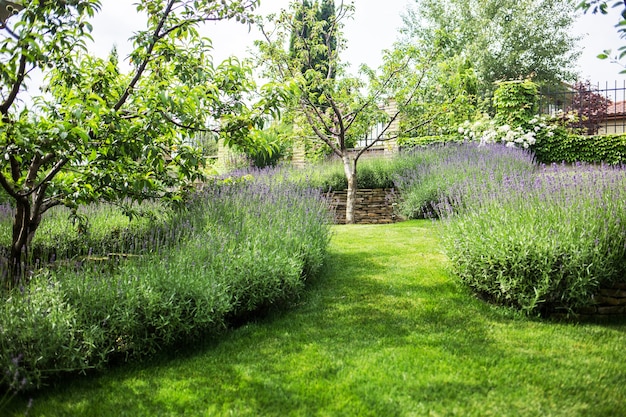 Beautiful blooming lavender grows in a garden in a private mansion