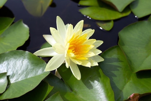 Beautiful blooming lotus flower with leaves Waterlily pond