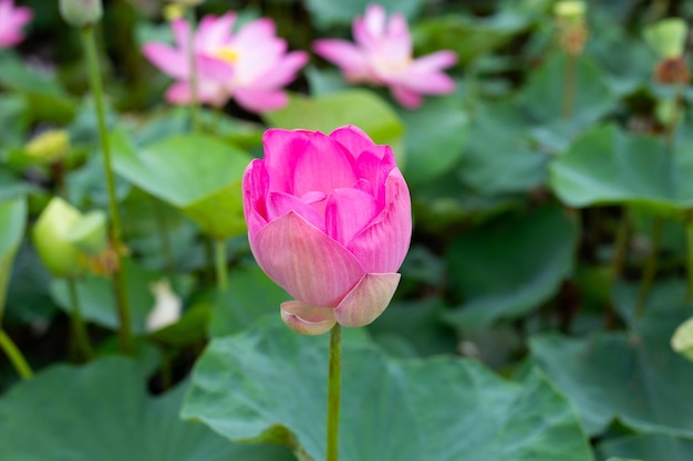 葉のある美しい咲く蓮の花スイレンの池