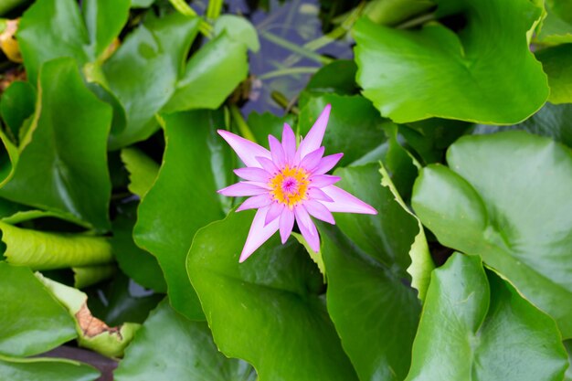 Beautiful blooming lotus flower with leaves Waterlily pond