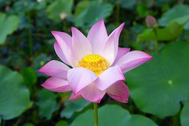 Beautiful blooming lotus flower with leaves Waterlily pond